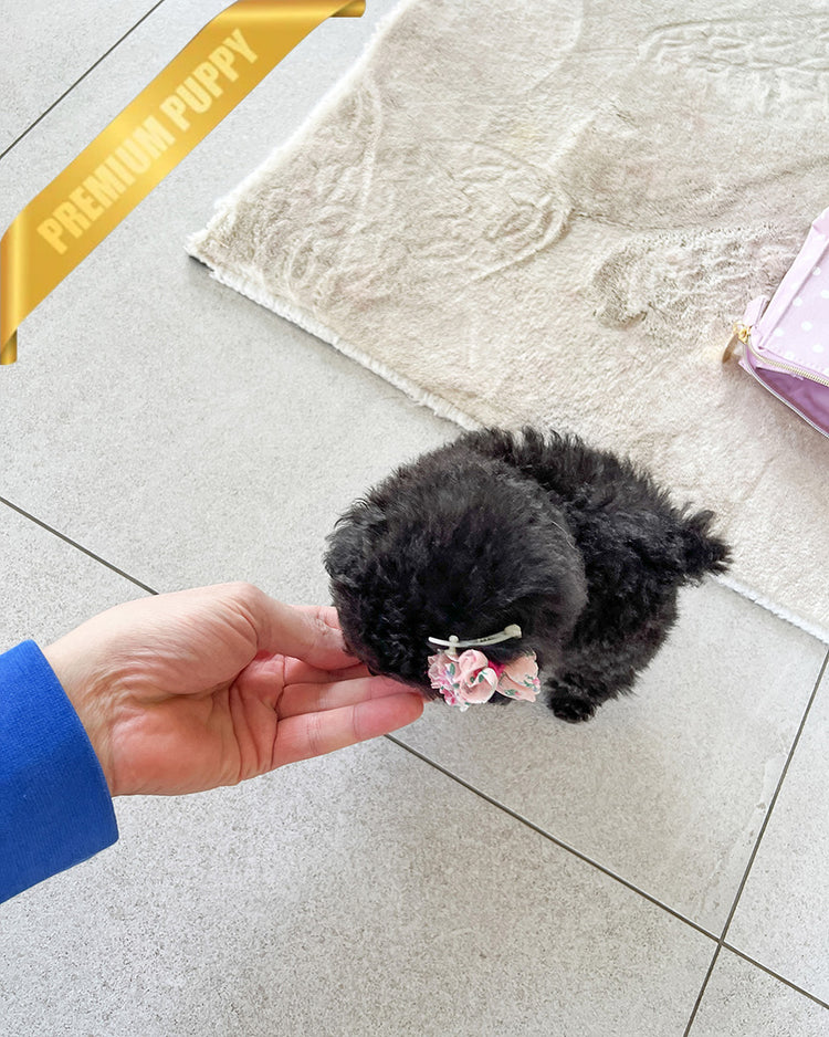 MISTY - FEMALE (PURCHASED by ANONYMOUS) - ROLLY TEACUP PUPPIES - TEACUP PUPPY FOR SALE