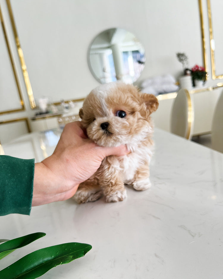 MYLES - MALE (RESERVED by MADISON) - ROLLY TEACUP PUPPIES - TEACUP PUPPY FOR SALE
