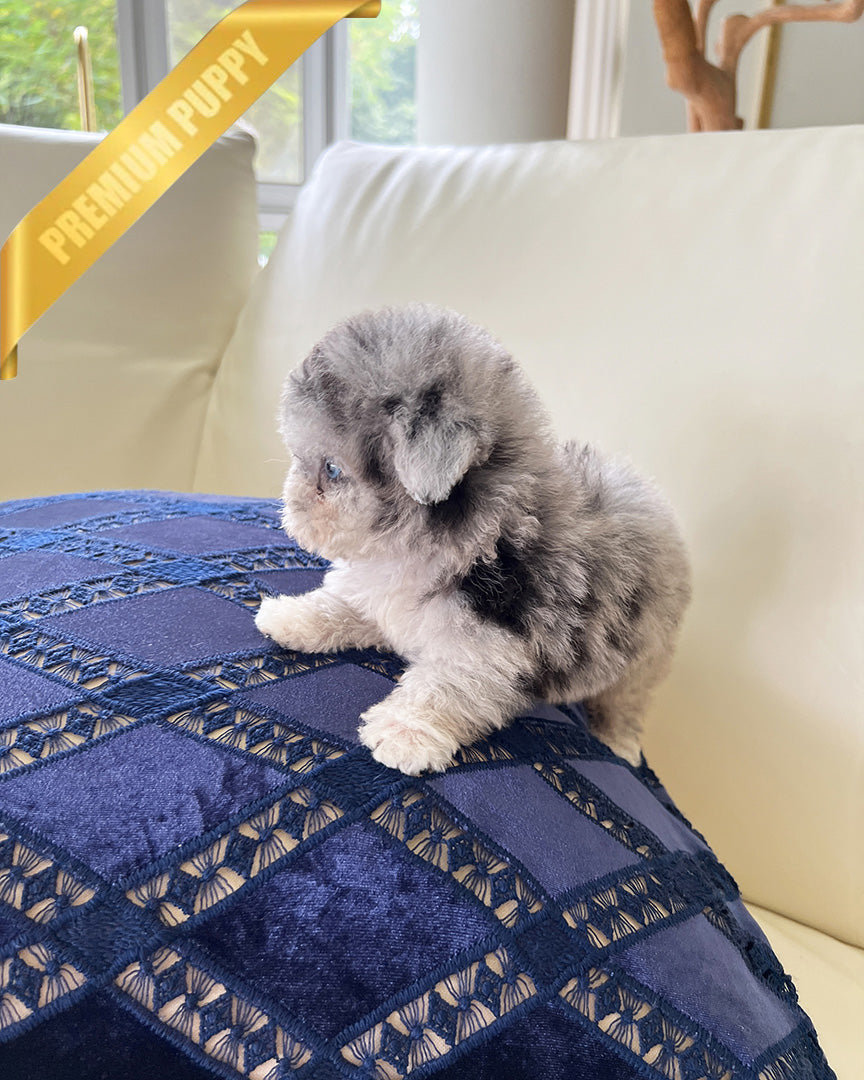 SELENE - FEMALE - ROLLY TEACUP PUPPIES - TEACUP PUPPY FOR SALE