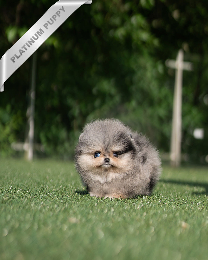 DIANA - FEMALE  (PURCHASED by TH) - ROLLY TEACUP PUPPIES - TEACUP PUPPY FOR SALE