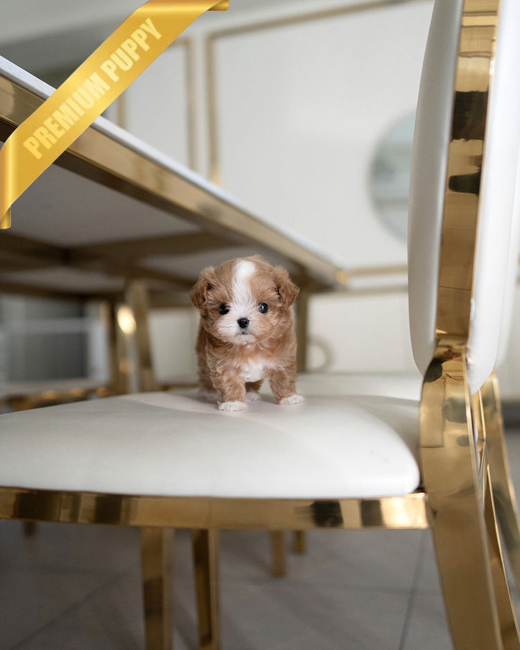 MARCO - MALE (PURCHASED by LUIS) - ROLLY TEACUP PUPPIES - TEACUP PUPPY FOR SALE