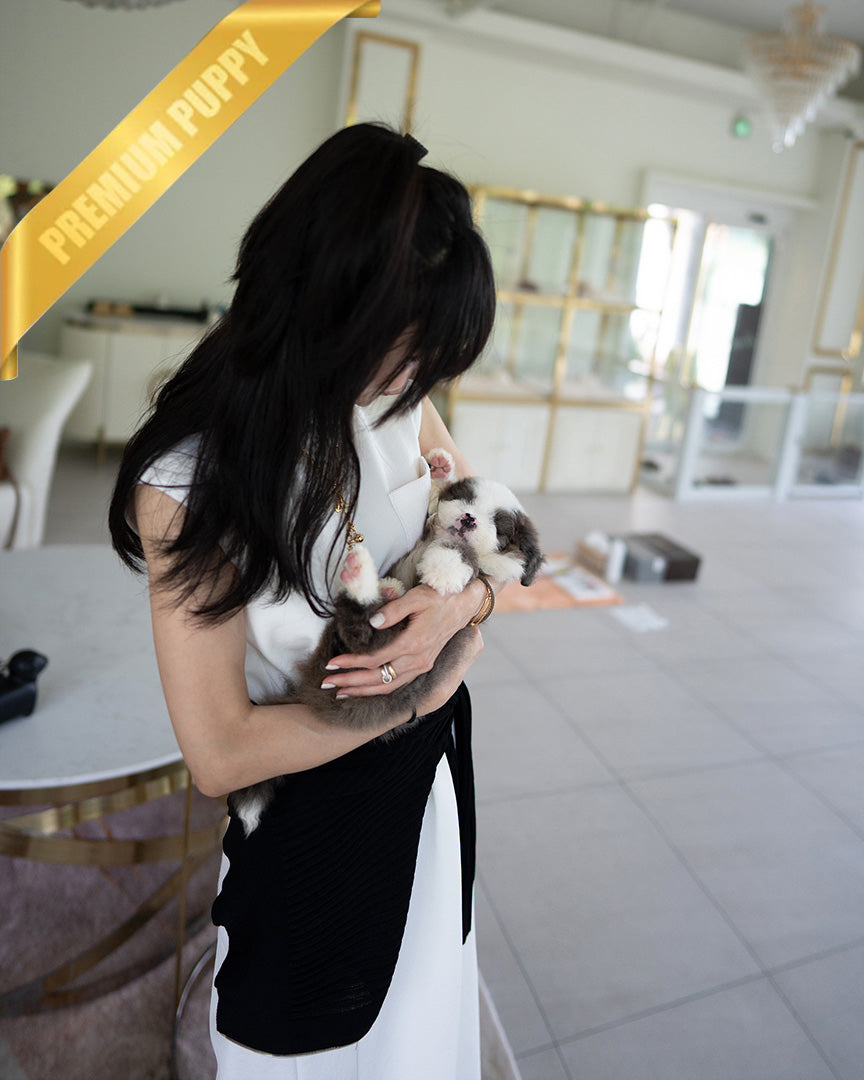 NOVA - FEMALE (PURCHASED by LIA) - ROLLY TEACUP PUPPIES - TEACUP PUPPY FOR SALE