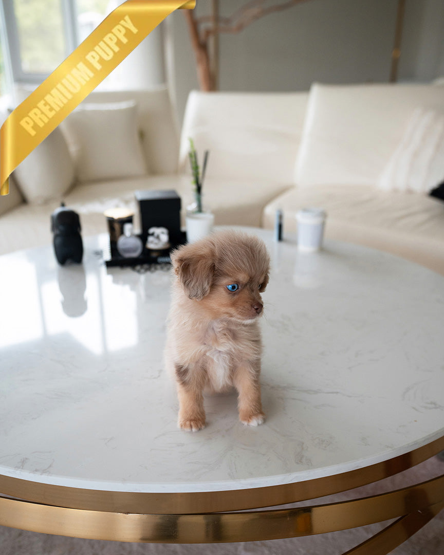 DEXTER - MALE (PURCHASED by GARRICK) - ROLLY TEACUP PUPPIES - TEACUP PUPPY FOR SALE