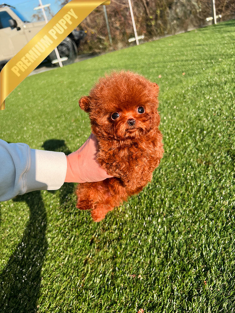 TEDDY - MALE (PURCHASED by JEFFREY) - ROLLYPUPS OFFICIAL