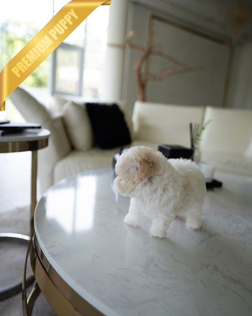 ZEPHYR  - MALE (PURCHASED by RUTH) - ROLLY TEACUP PUPPIES - TEACUP PUPPY FOR SALE