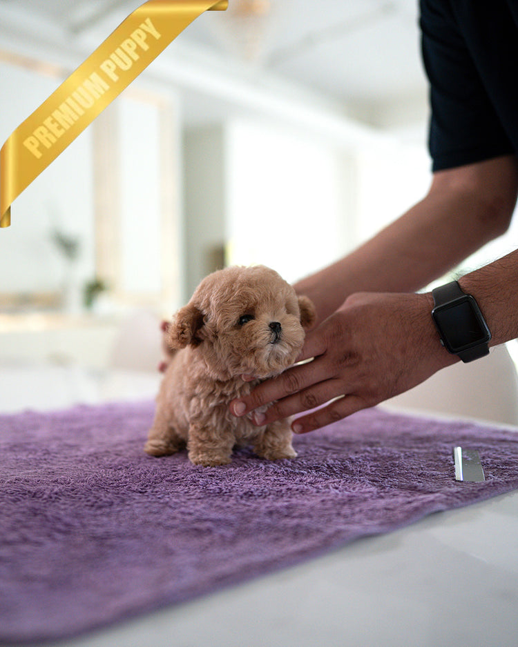 LALA - FEMALE (PURCHASED by LEE) - ROLLY TEACUP PUPPIES - TEACUP PUPPY FOR SALE