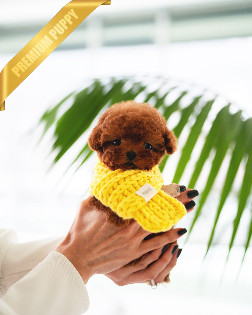 MONTY - MALE (PURCHASED by JUSTINA) - ROLLY TEACUP PUPPIES -