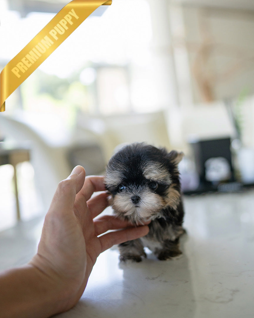 CELINE - FEMALE (PURCHASED by JESSICA) - ROLLYPUPS OFFICIAL