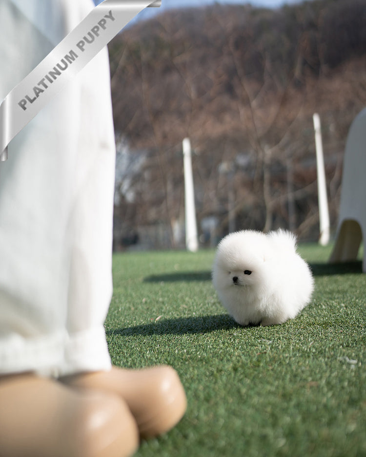 MOCHI - FEMALE (PURCHASED by KIMBERLY) - ROLLY TEACUP PUPPIES - TEACUP PUPPY FOR SALE