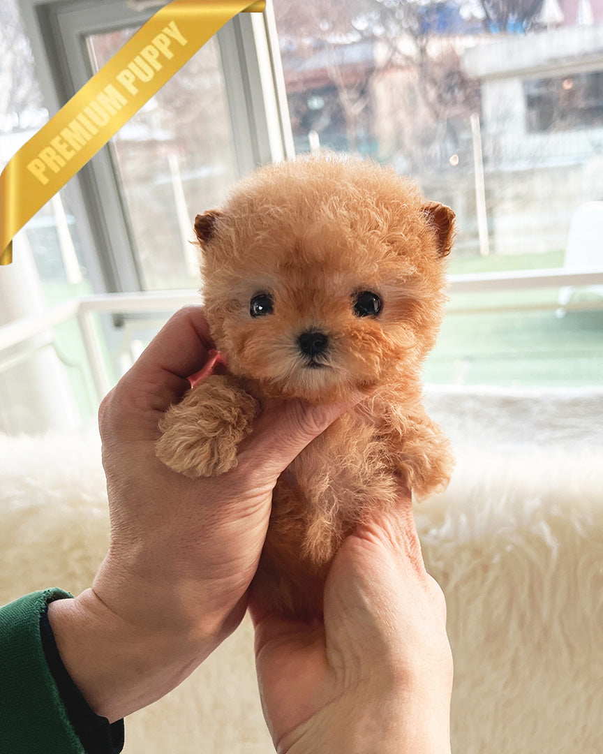 JESSICA - FEMALE (PURCHASED by KAVEH) - ROLLY TEACUP PUPPIES -