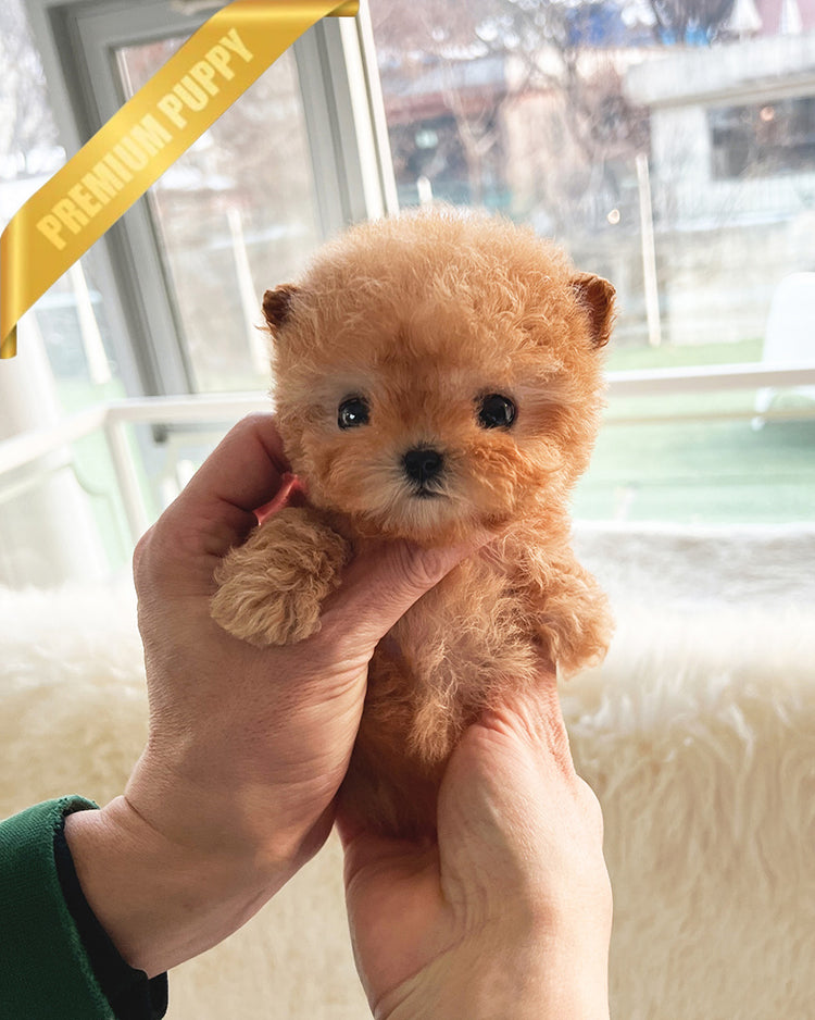 JESSICA - FEMALE (PURCHASED by KAVEH) - ROLLY TEACUP PUPPIES -