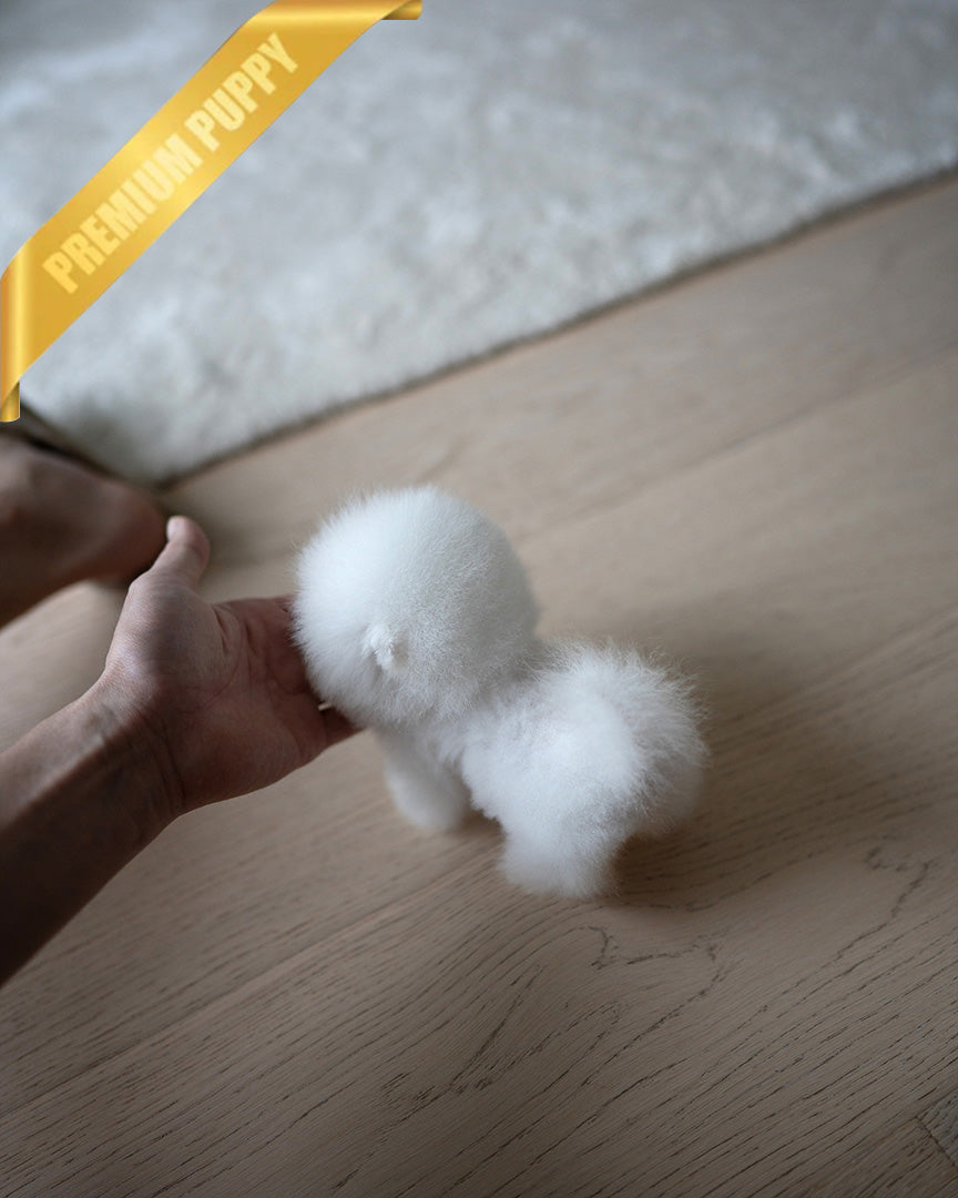 TEDDY - FEMALE (PURCHASED by MYUNG) - ROLLY TEACUP PUPPIES - TEACUP PUPPY FOR SALE