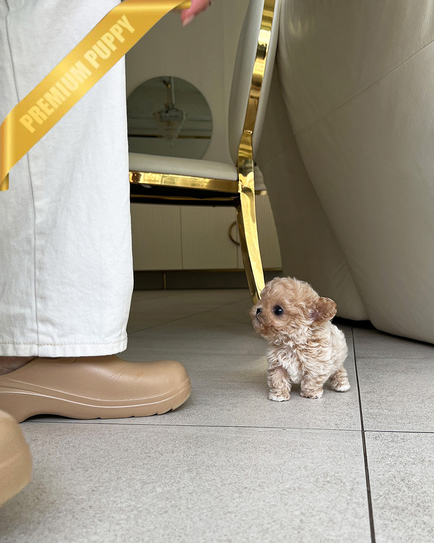 EWAN - MALE (RESERVED by SHALMOR) - ROLLY TEACUP PUPPIES - TEACUP PUPPY FOR SALE