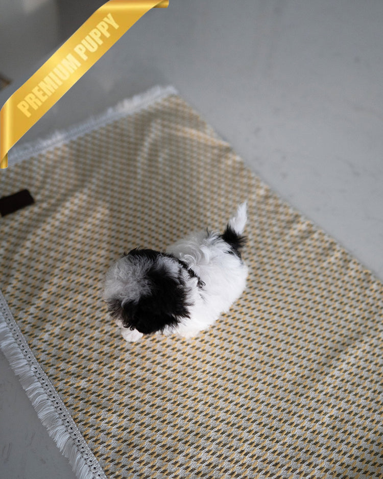 GIGI - FEMALE (PURCHASED by RIKKI) - ROLLY TEACUP PUPPIES - TEACUP PUPPY FOR SALE