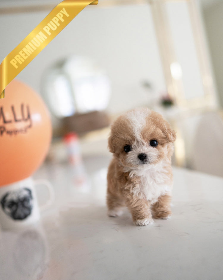 MIA - FEMALE (PURCHASED by RANDY) - ROLLY TEACUP PUPPIES -