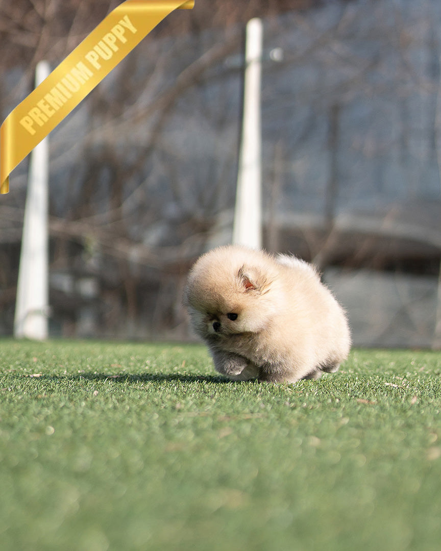 KYLE - MALE (PURCHASED by BRIAN) - ROLLY TEACUP PUPPIES - TEACUP PUPPY FOR SALE