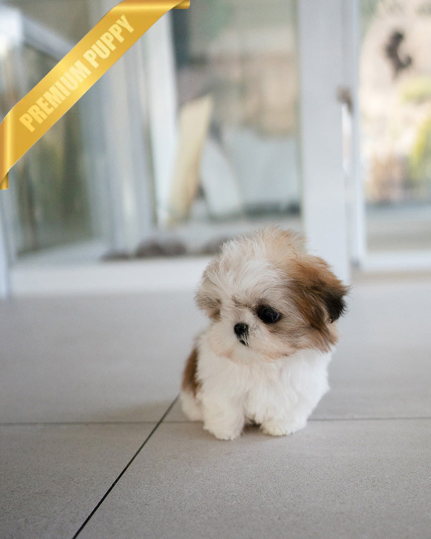 TOBY - MALE (PURCHASED by DANILLE) - ROLLY TEACUP PUPPIES - TEACUP PUPPY FOR SALE