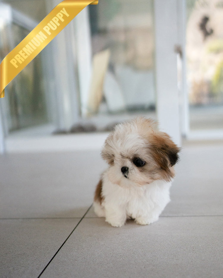 TOBY - MALE (PURCHASED by DANILLE) - ROLLY TEACUP PUPPIES - TEACUP PUPPY FOR SALE