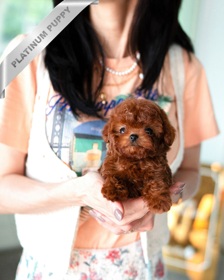 CINNAMON - FEMALE (PURCHASED by RUTHANN) - ROLLY TEACUP PUPPIES - TEACUP PUPPY FOR SALE