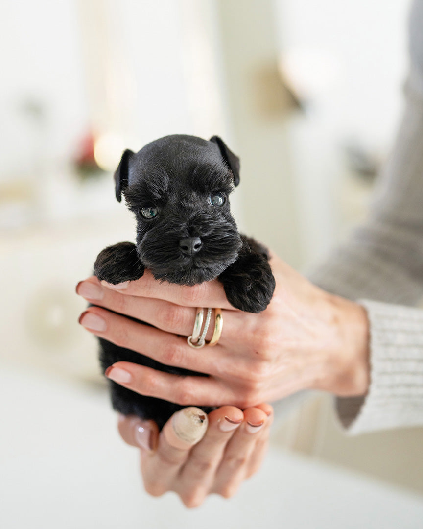 BAILEY - FEMALE - ROLLY TEACUP PUPPIES