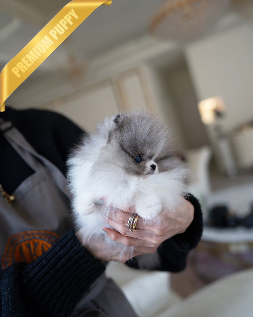 ASPEN - MALE (PURCHASED by YELLI) - ROLLY TEACUP PUPPIES - TEACUP PUPPY FOR SALE