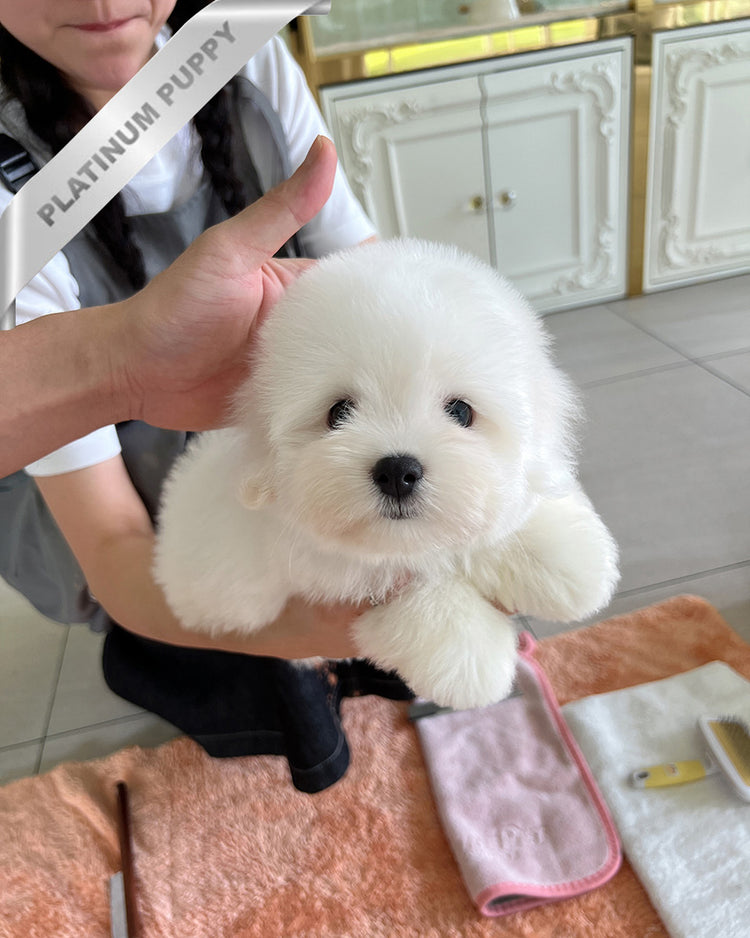 FINN - MALE (PURCHASED by RT) - ROLLY TEACUP PUPPIES - TEACUP PUPPY FOR SALE