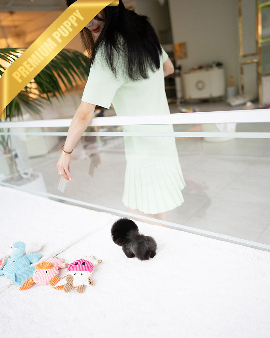 NOIR - MALE - ROLLY TEACUP PUPPIES - TEACUP PUPPY FOR SALE