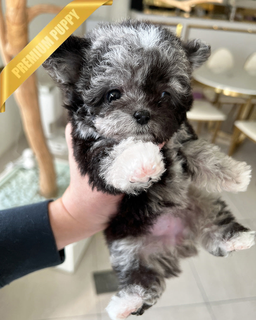 MELINA - FEMALE (PURCHASED by SHELBY) - ROLLY TEACUP PUPPIES - TEACUP PUPPY FOR SALE