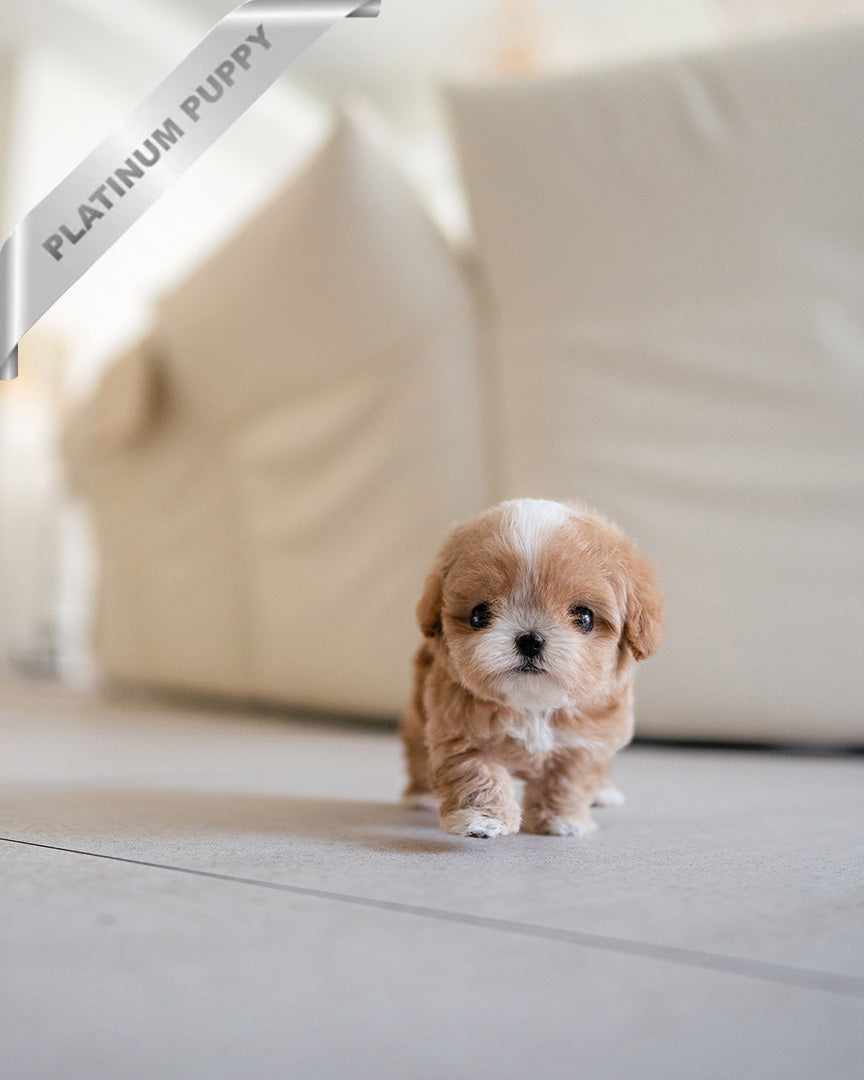 HAZEL - FEMALE (PURCHASED by LEE) - ROLLY TEACUP PUPPIES - TEACUP PUPPY FOR SALE