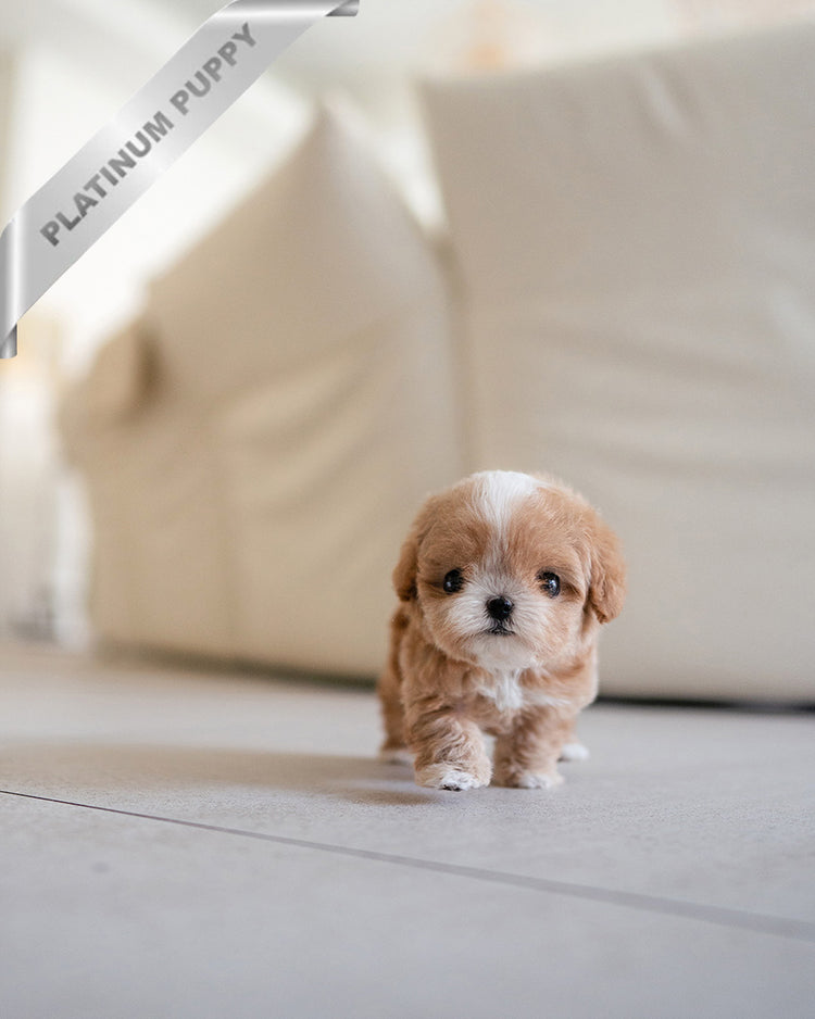 HAZEL - FEMALE (PURCHASED by LEE) - ROLLY TEACUP PUPPIES - TEACUP PUPPY FOR SALE