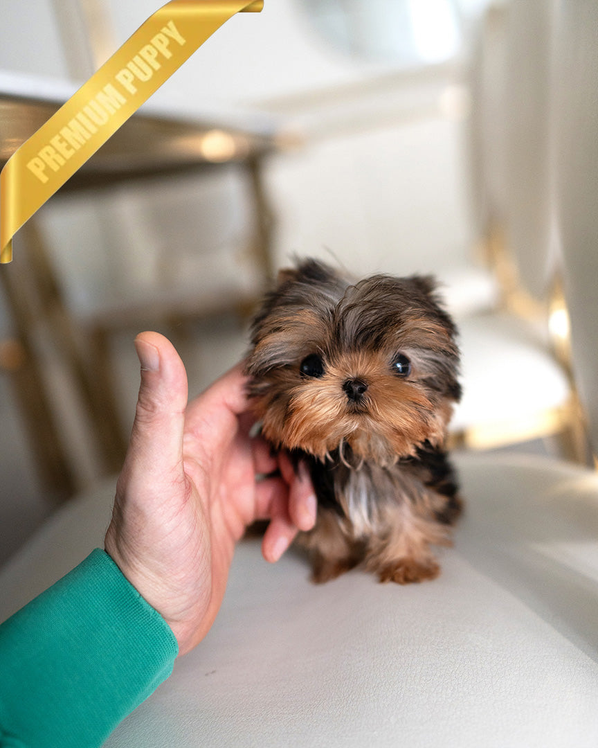 KOFI - MALE (PURCHASED by ANDEE) - ROLLY TEACUP PUPPIES - TEACUP PUPPY FOR SALE