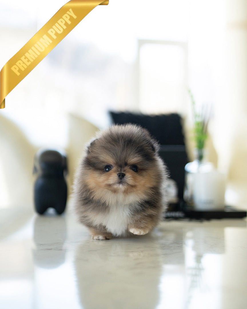 BAMBI - MALE (PURCHASED by ANA) - ROLLY TEACUP PUPPIES - TEACUP PUPPY FOR SALE