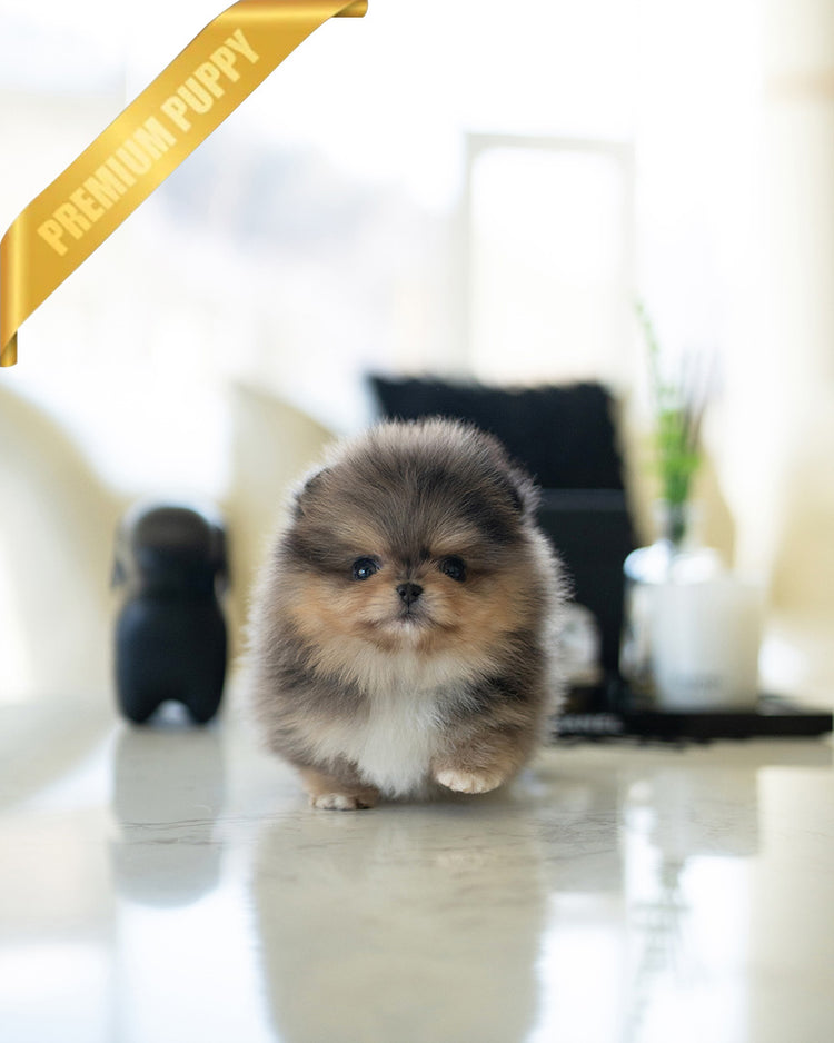 BAMBI - MALE (PURCHASED by ANA) - ROLLY TEACUP PUPPIES - TEACUP PUPPY FOR SALE