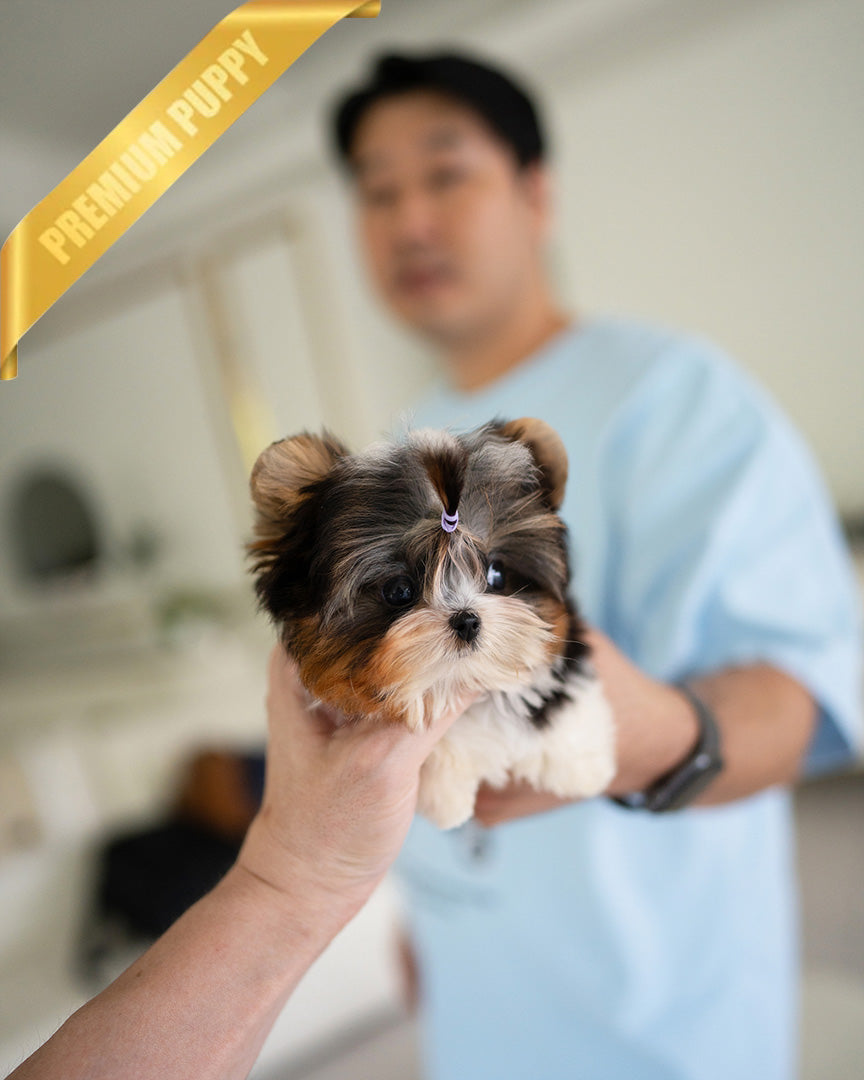 NICO - MALE - ROLLY TEACUP PUPPIES - TEACUP PUPPY FOR SALE