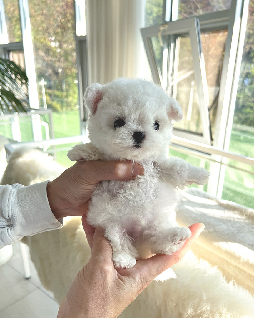 TOBY - MALE - ROLLYPUPS OFFICIAL