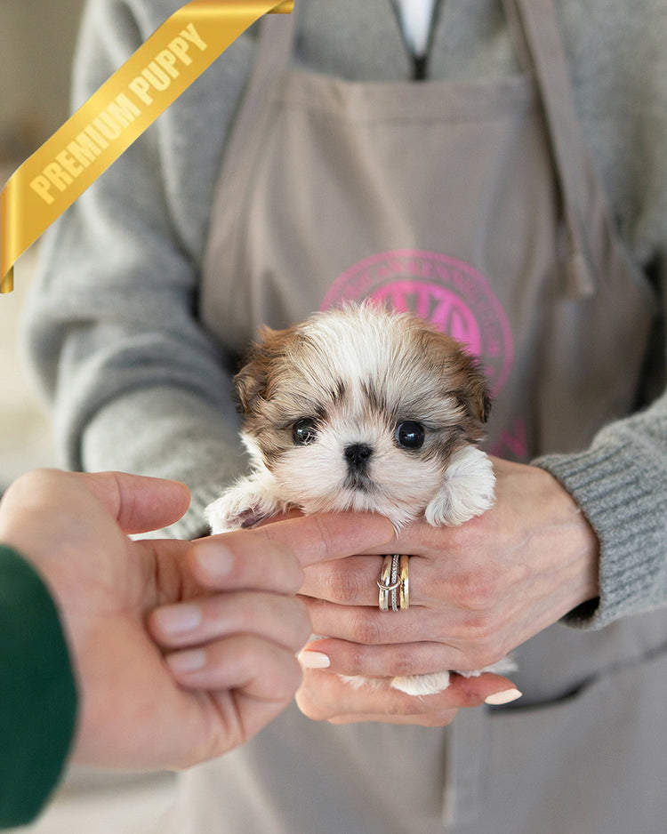 BENNY - MALE (PURCHASED by AKIRA) - ROLLY TEACUP PUPPIES - TEACUP PUPPY FOR SALE