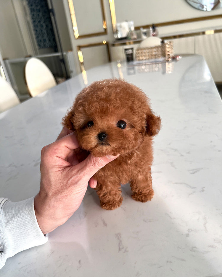 OLIVER - MALE (PURCHASED by ALEXIA&GREGORY) - ROLLY TEACUP PUPPIES -