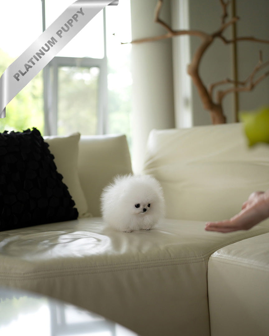 MOCHI - FEMALE (PURCHASED by LILLIANE) - ROLLY TEACUP PUPPIES - TEACUP PUPPY FOR SALE