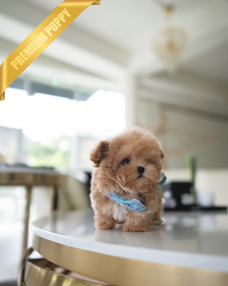 HUGO - MALE (RESERVED by GIMENA) - ROLLYPUPS OFFICIAL