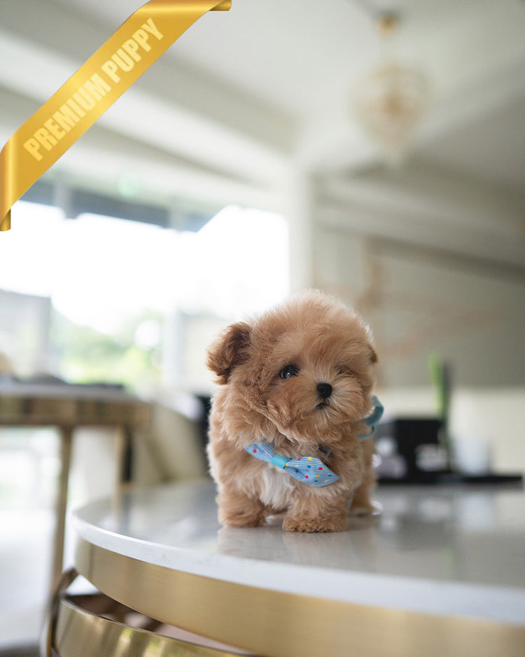 HUGO - MALE (RESERVED by GIMENA) - ROLLYPUPS OFFICIAL