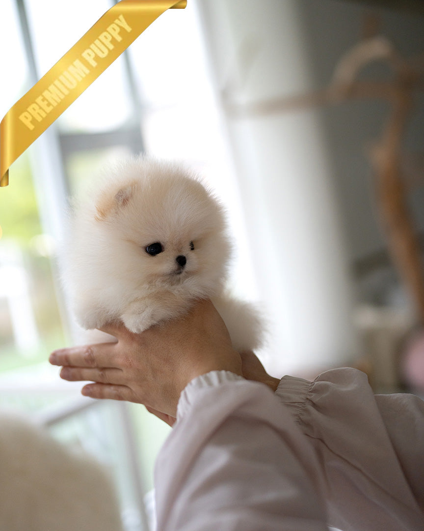 KYLE - MALE (RESERVED by ARAM) - ROLLYPUPS OFFICIAL