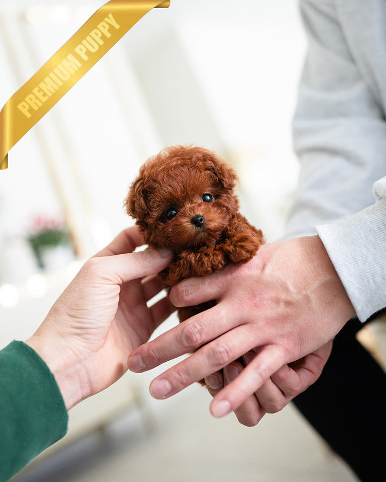 DAPHNE - FEMALE (PURCHASED by THERESA) - ROLLY TEACUP PUPPIES -