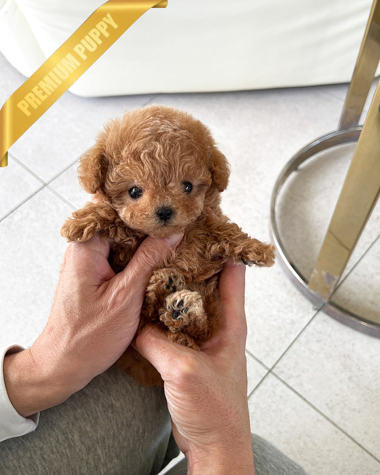 HENRI - MALE (PURCHASED by CHLOE) - ROLLYPUPS OFFICIAL