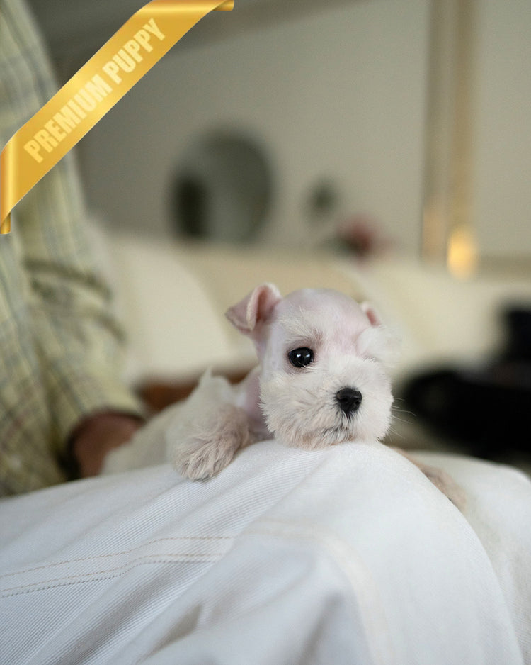 NOVA - FEMALE (RESERVED by NOUF) - ROLLYPUPS OFFICIAL -