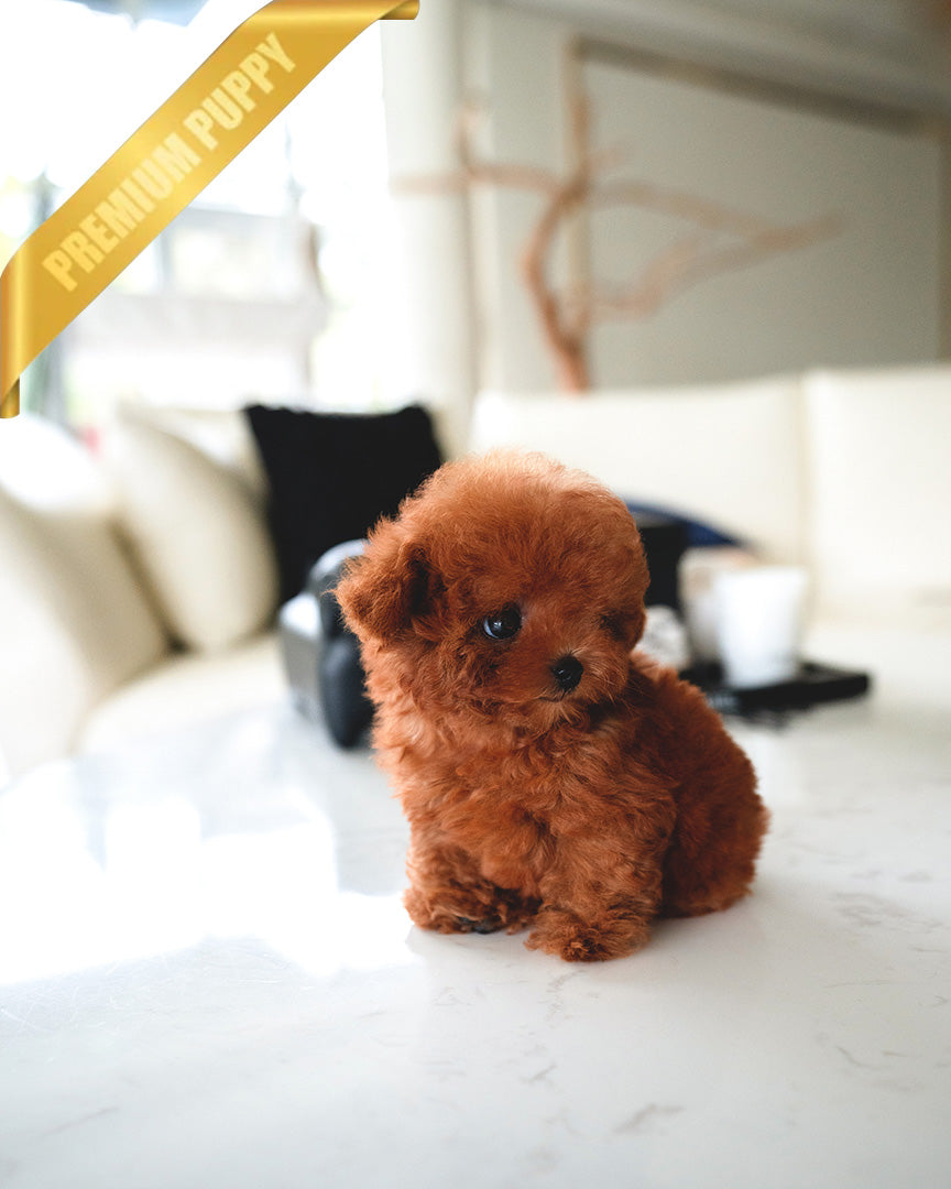 BERRY - FEMALE - ROLLY TEACUP PUPPIES - TEACUP PUPPY FOR SALE