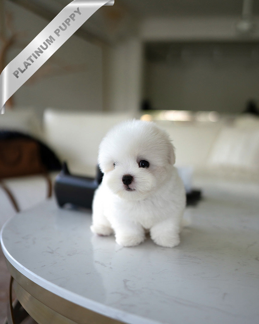 BIANCA- FEMALE - ROLLY TEACUP PUPPIES - TEACUP PUPPY FOR SALE