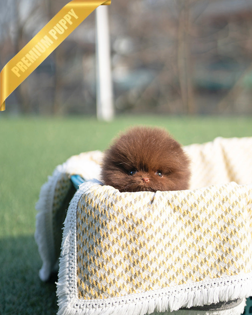 NUTELLA - FEMALE (RESERVED by ANDREA) - ROLLY TEACUP PUPPIES - TEACUP PUPPY FOR SALE