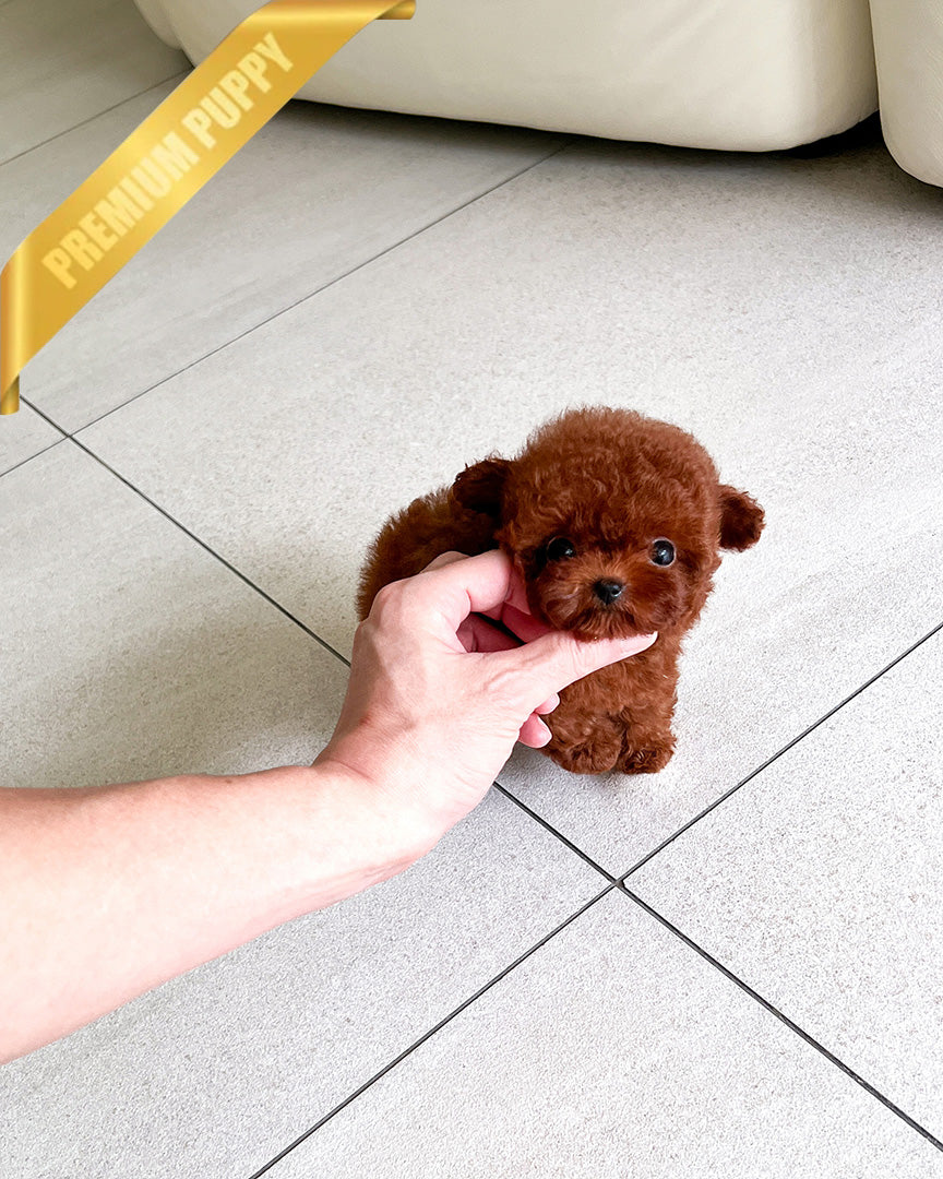 VELVET - FEMALE (PURCHASED by ARMANDINA) - ROLLY TEACUP PUPPIES - TEACUP PUPPY FOR SALE