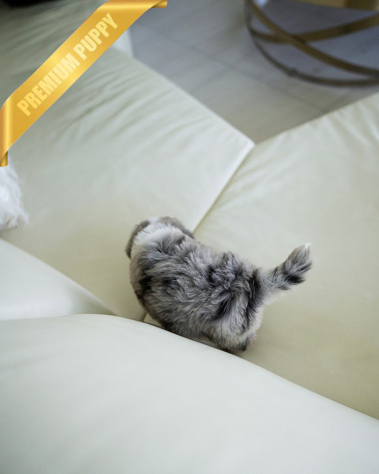 CHASE - MALE (PURCHASED by JAY) - ROLLY TEACUP PUPPIES - TEACUP PUPPY FOR SALE