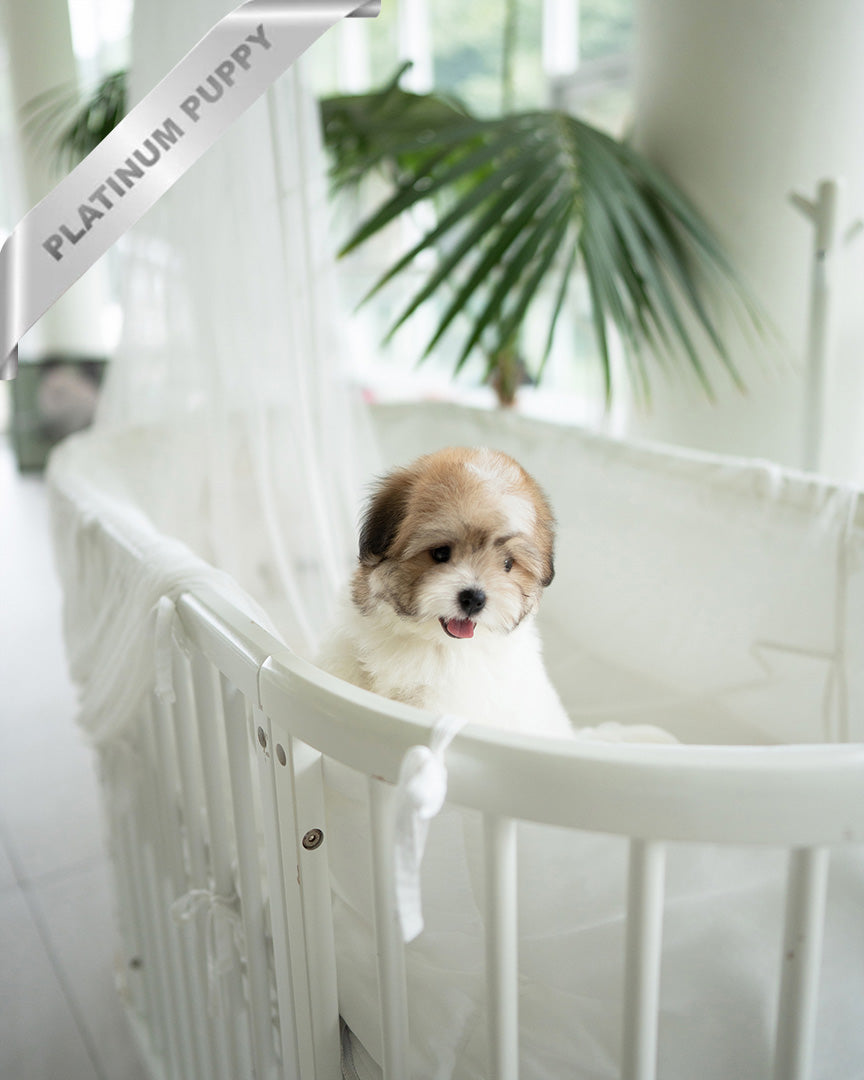 TAFFY - FEMALE (PURCHASED by DEDDY) - ROLLY TEACUP PUPPIES - TEACUP PUPPY FOR SALE